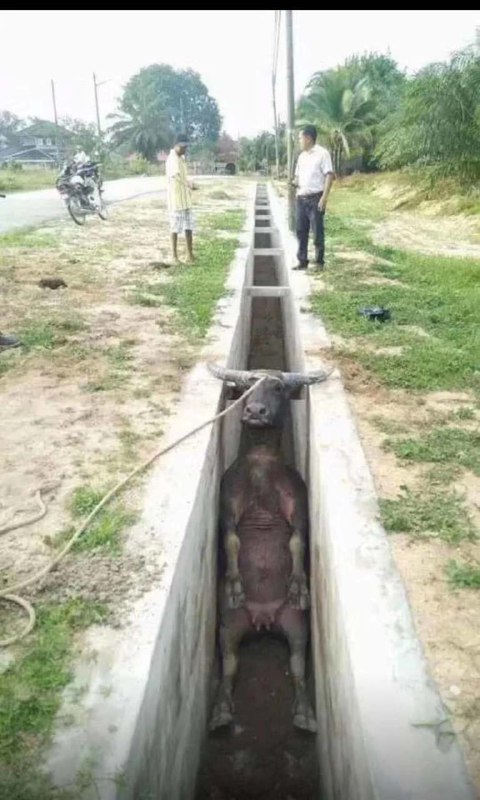 怎么办我家牛😅